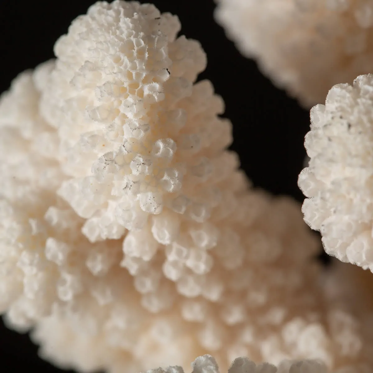 Pocillopora Meandrina Su Base decorativa