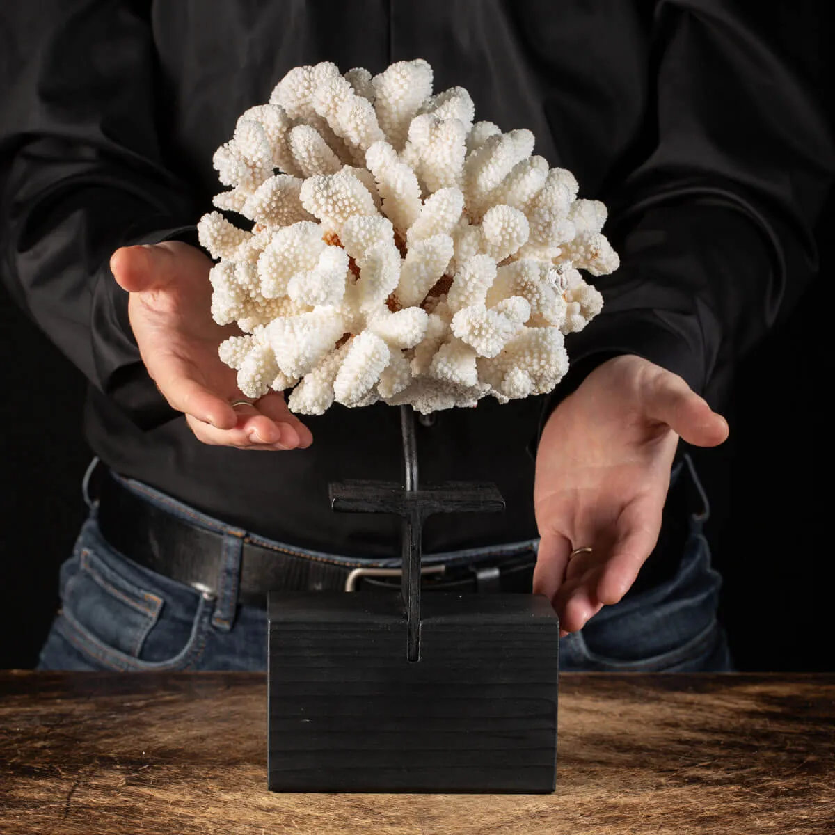 Pocillopora Meandrina Su Base decorativa
