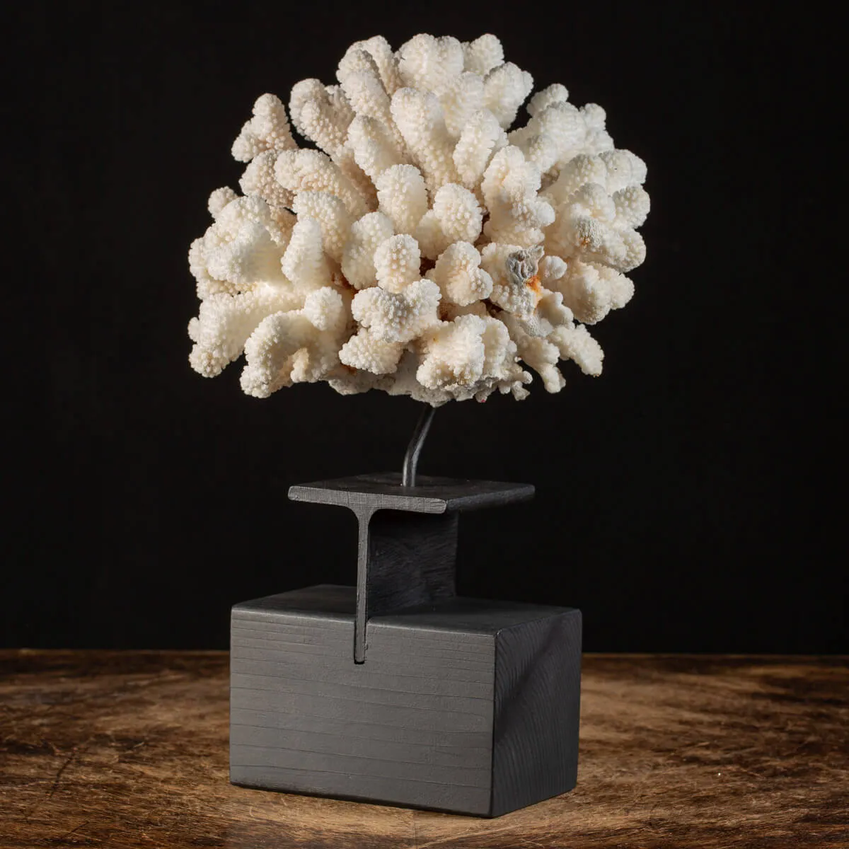 Pocillopora Meandrina Su Base decorativa