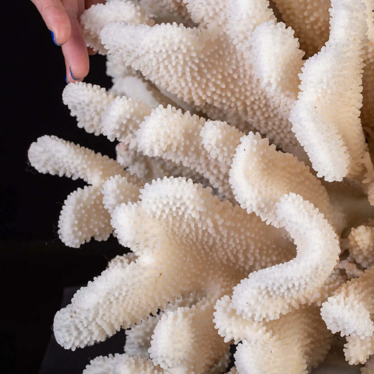 Pocillopora Meandrina – Corallo madreporico di grandi dimensioni.