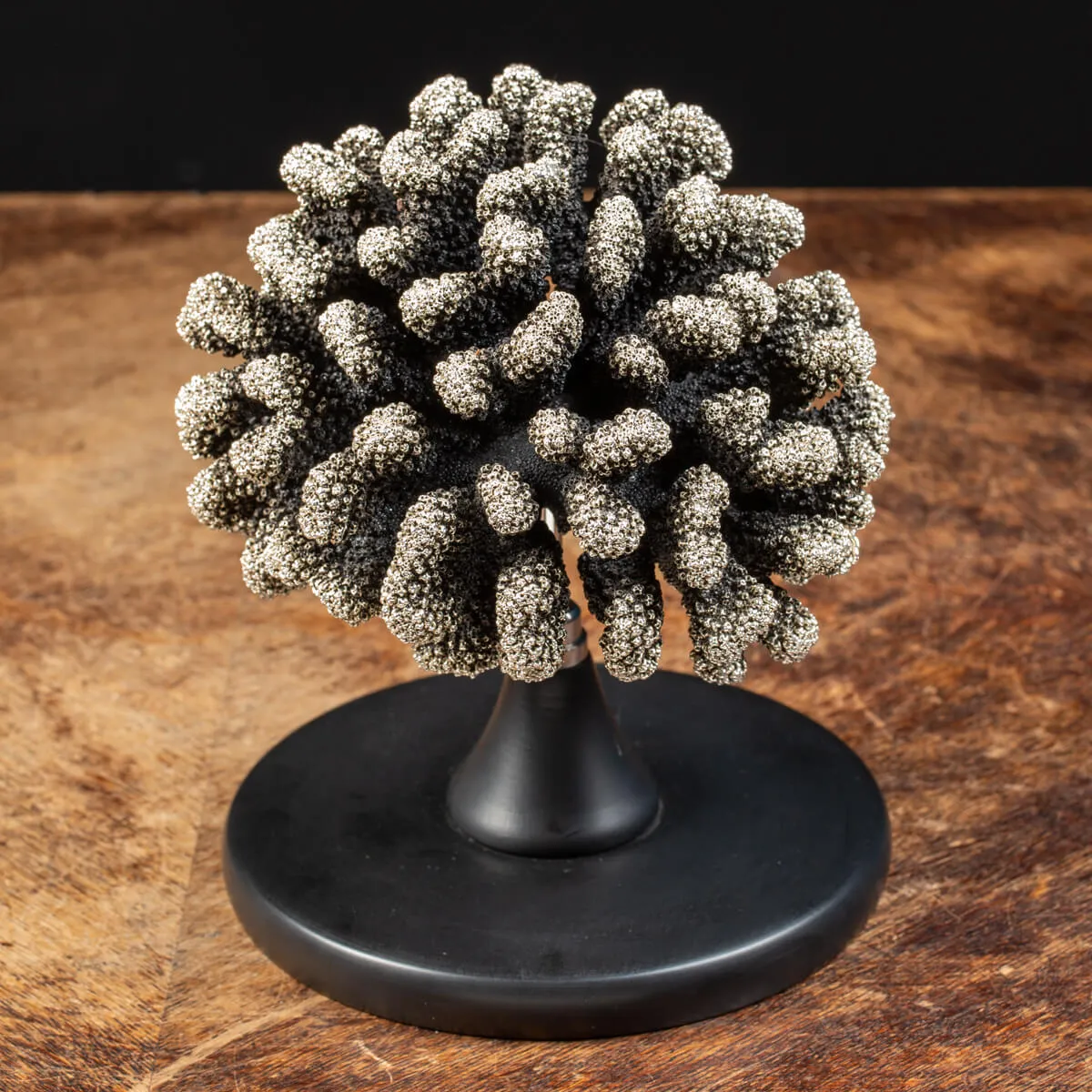 Corallo Argentato - Acropora Florida