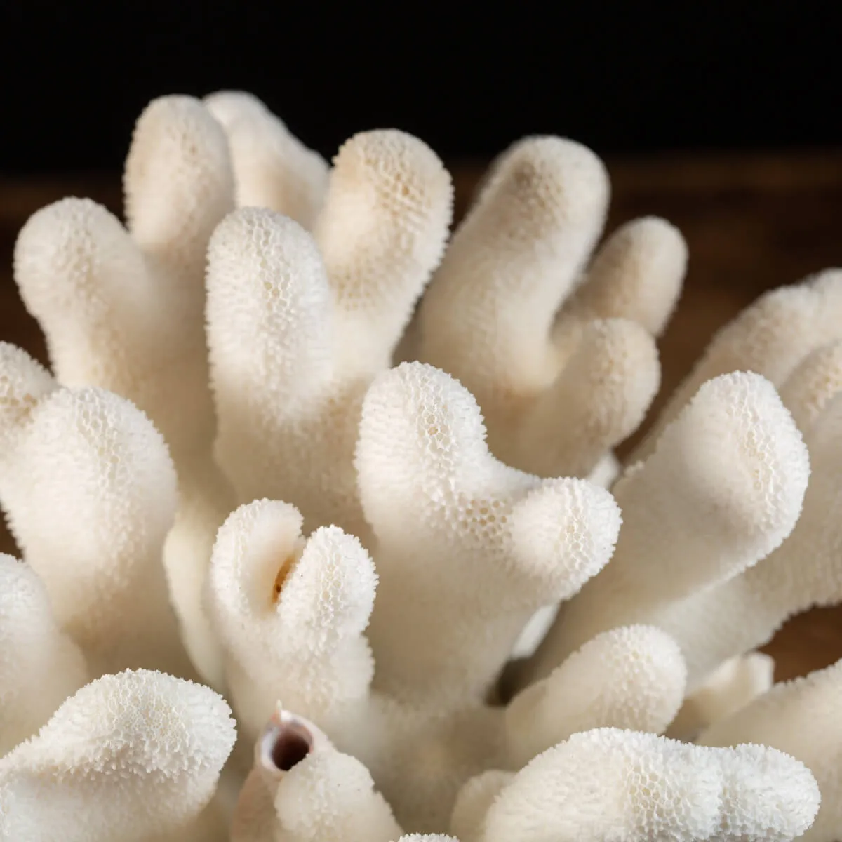 Corallo Bianco  Stylophora Pistillata