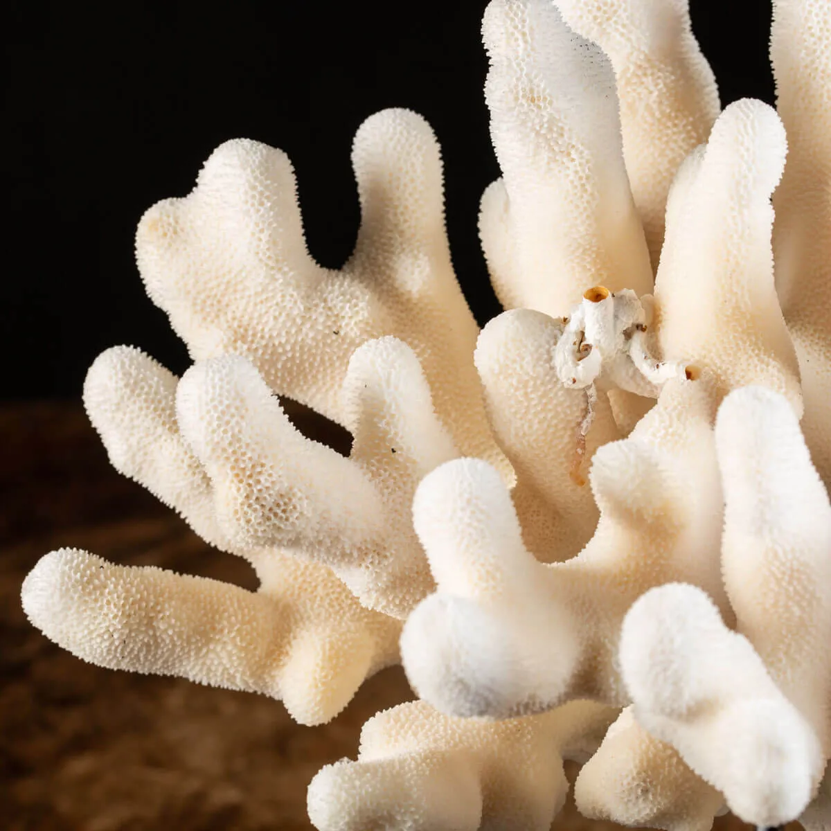Pocillopora Meandrina montato su base di Design