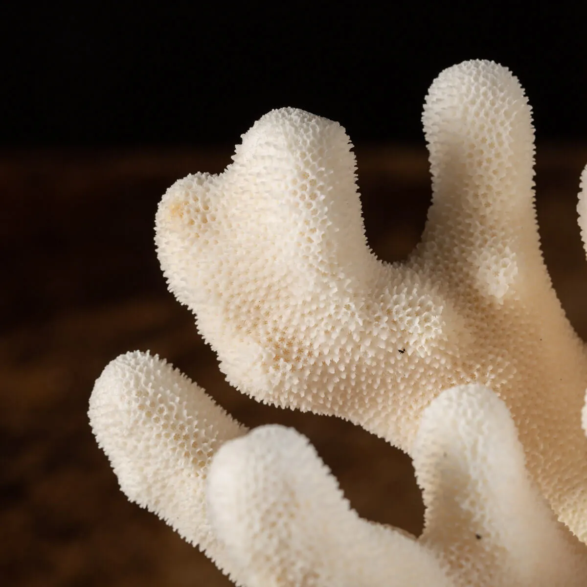 Pocillopora Meandrina montato su base di Design