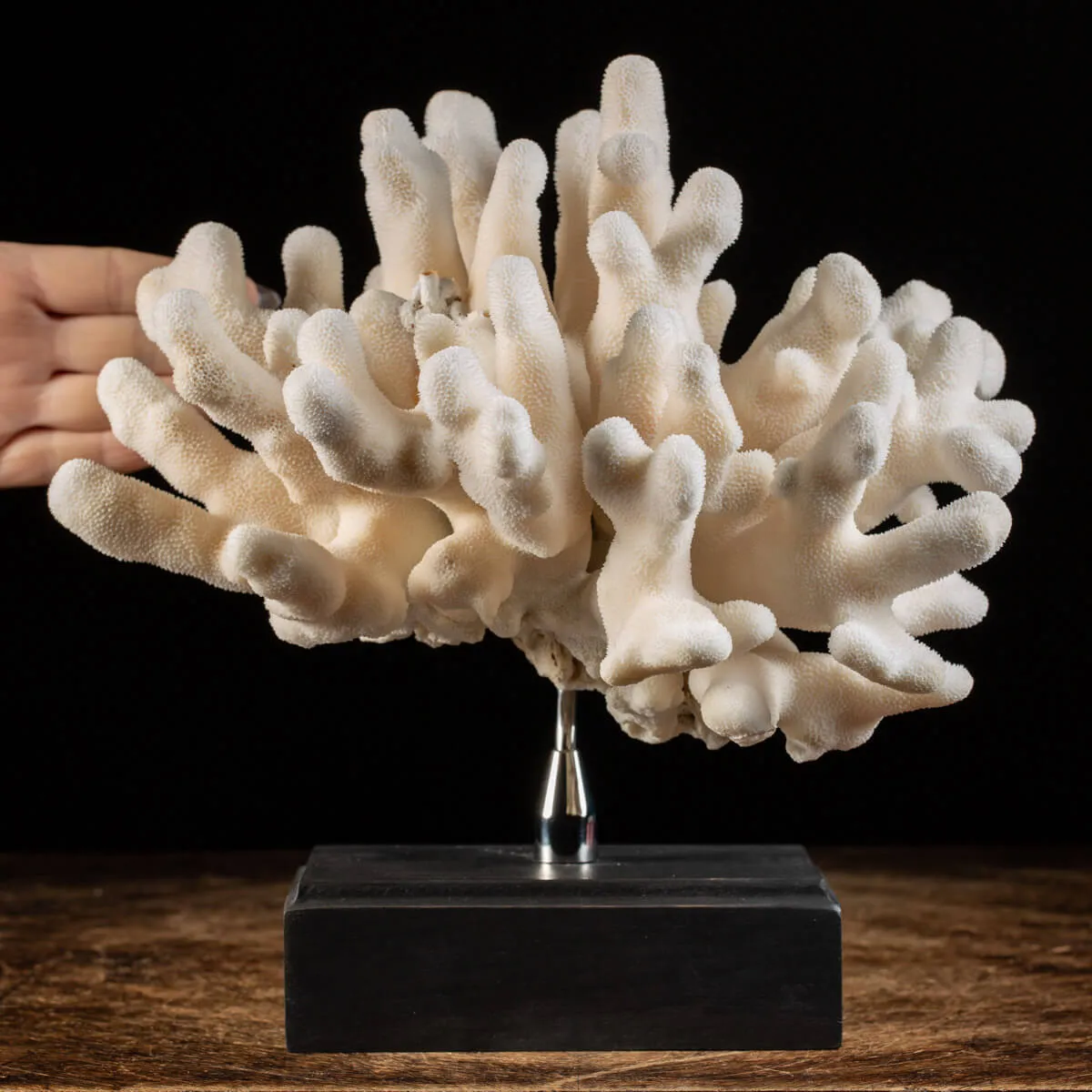 Pocillopora Meandrina montato su base di Design