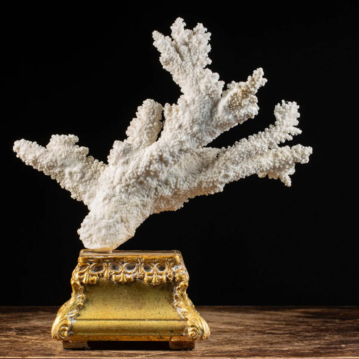 Madrepora Acropora Florida 
