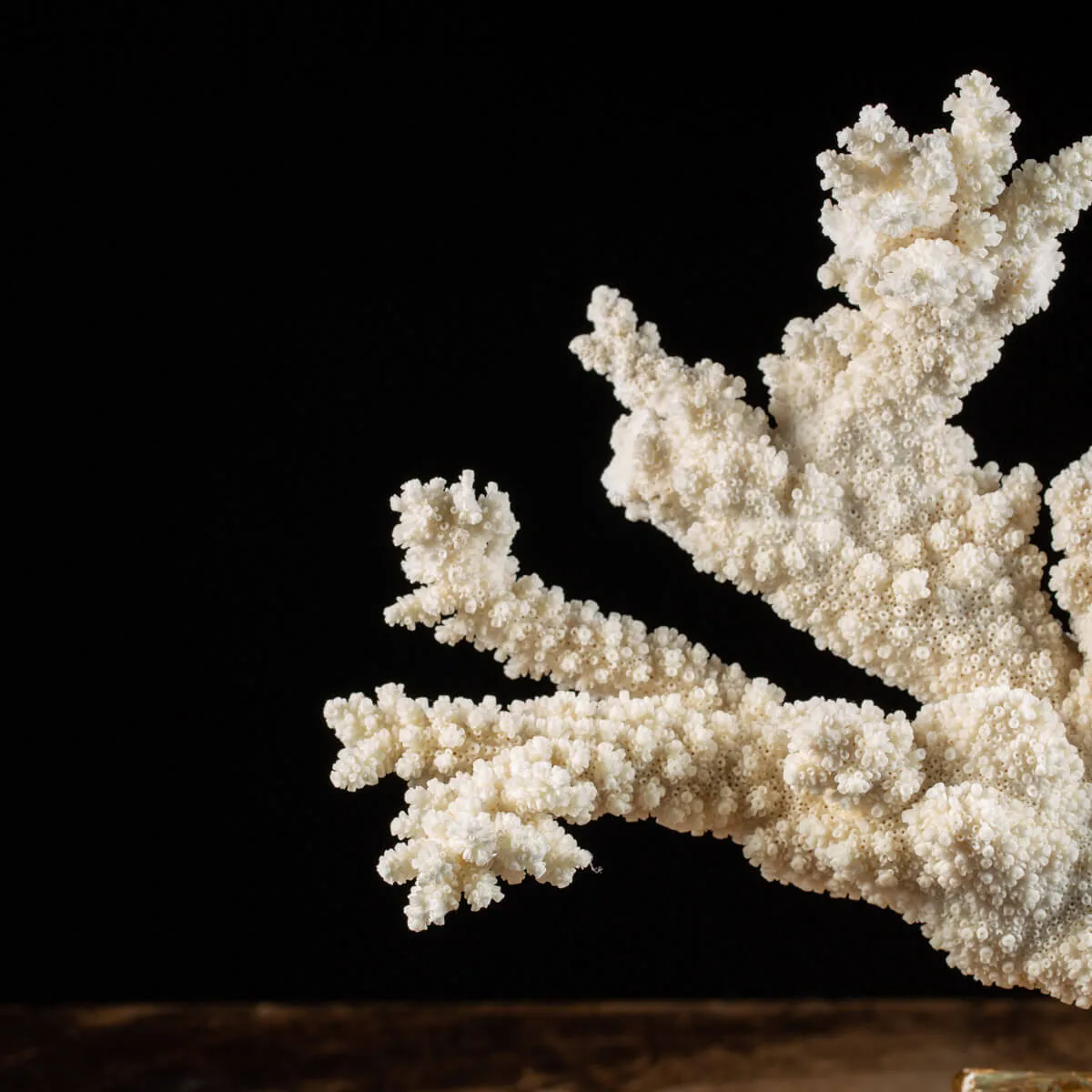 Madrepora Acropora Florida 
