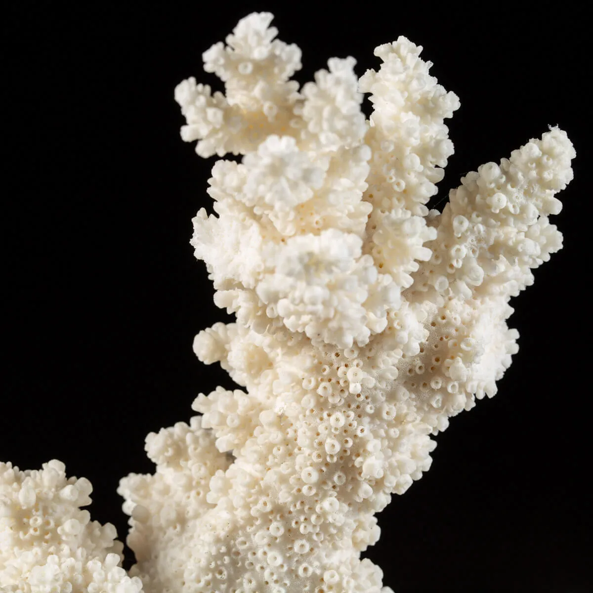 Madrepora Acropora Florida 