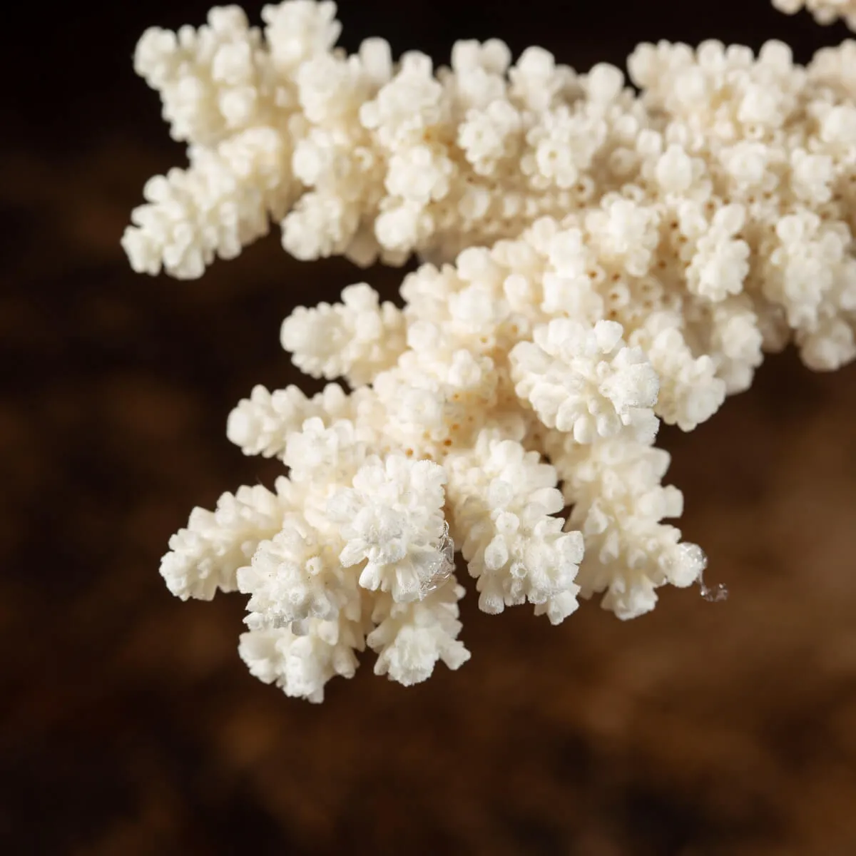 Madrepora Acropora Florida 