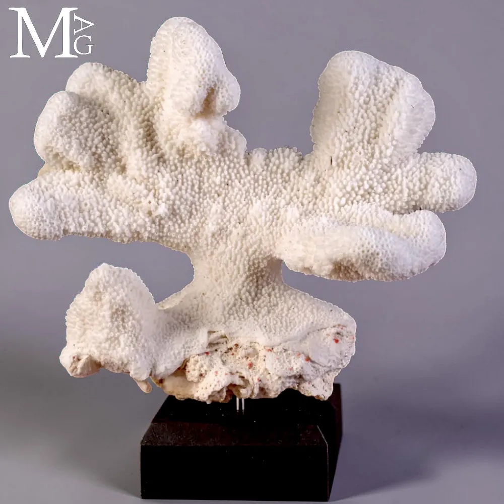 Corallo Bianco Madreporico Stylophora Pistillata.