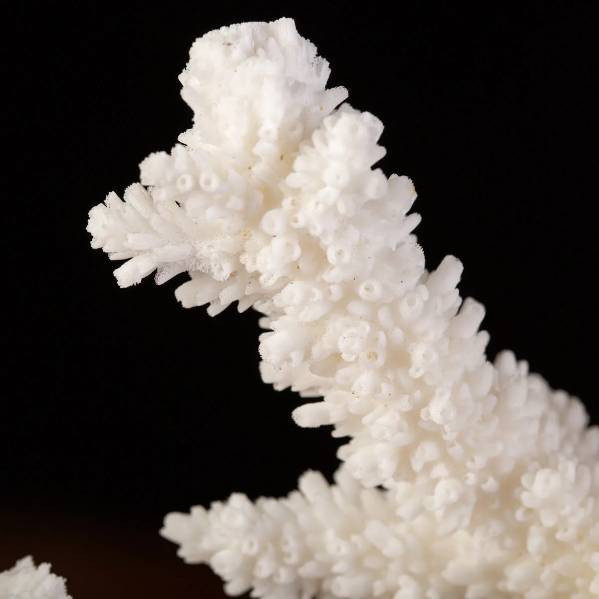 Splendore Marino: Ramo di Corallo Acropora Florida.