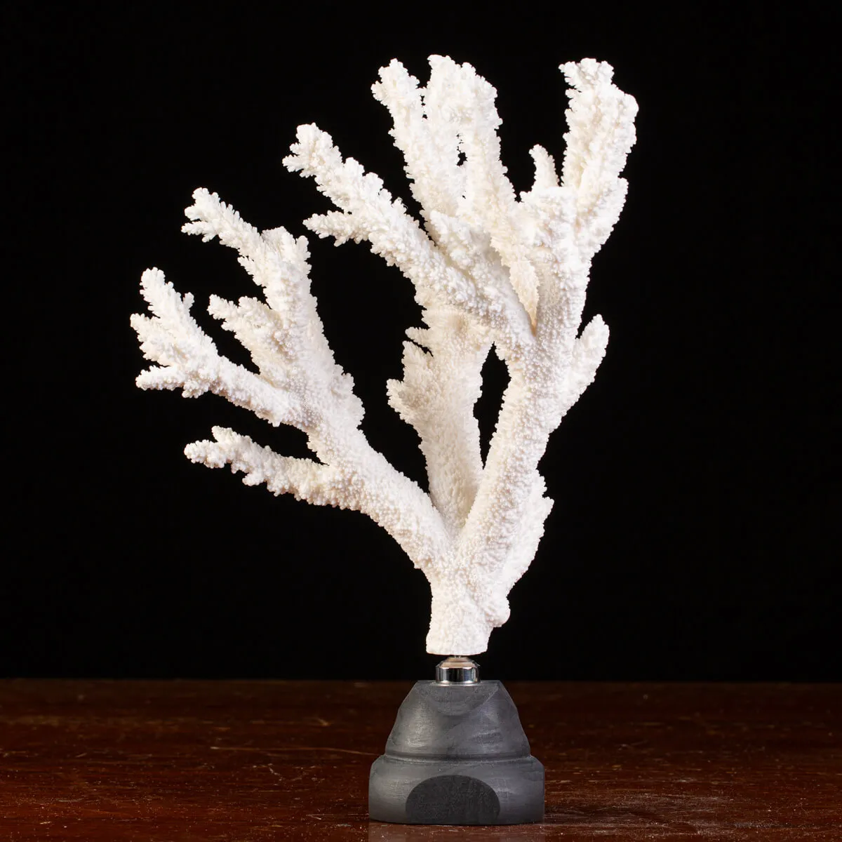Splendore Marino: Ramo di Corallo Acropora Florida.