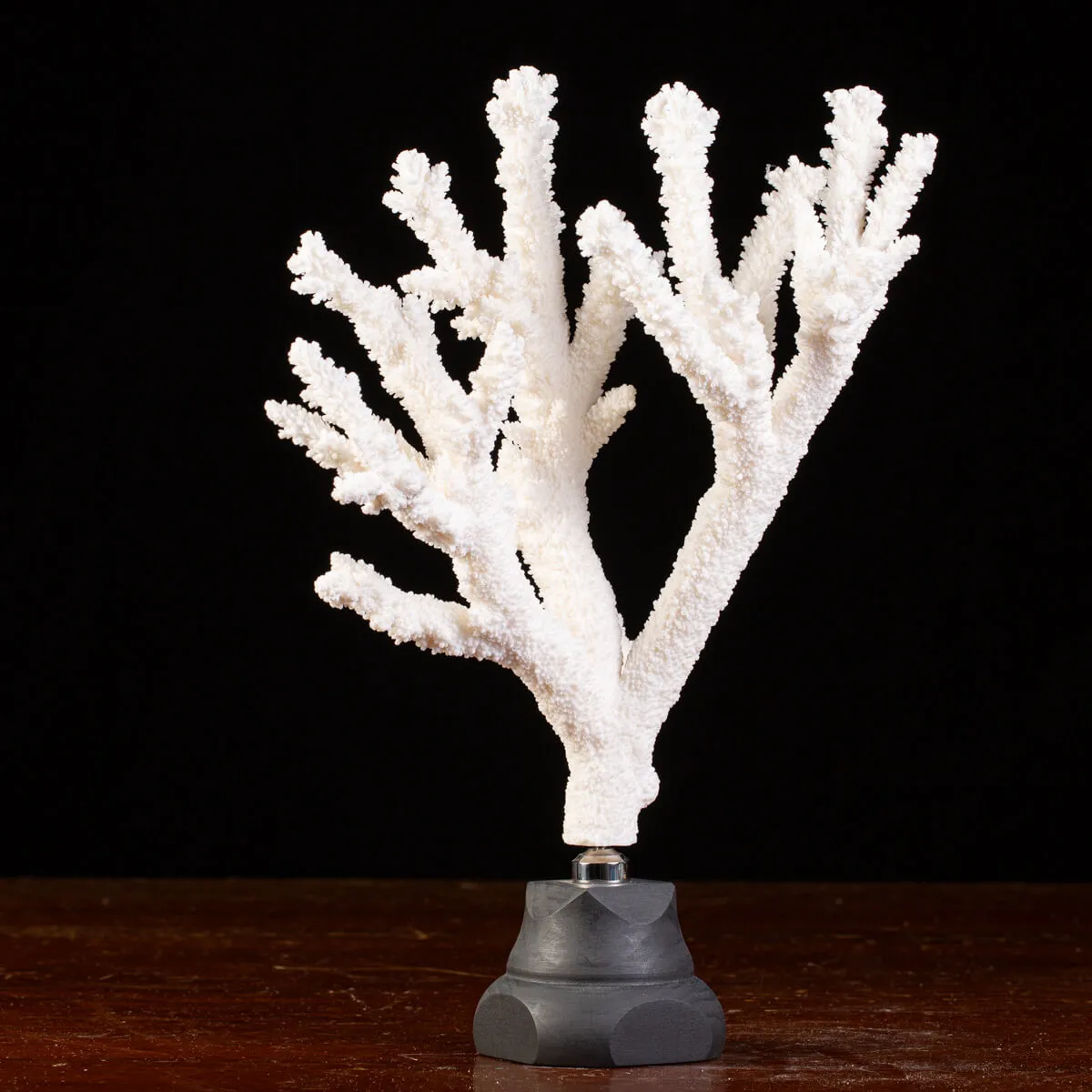 Splendore Marino: Ramo di Corallo Acropora Florida.