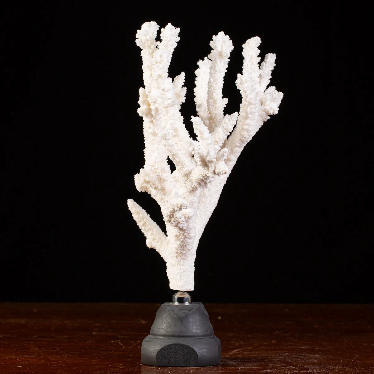 Splendore Marino: Ramo di Corallo Acropora Florida.