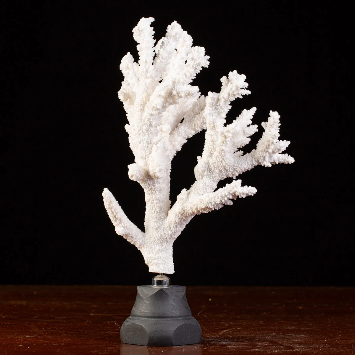 Splendore Marino: Ramo di Corallo Acropora Florida.