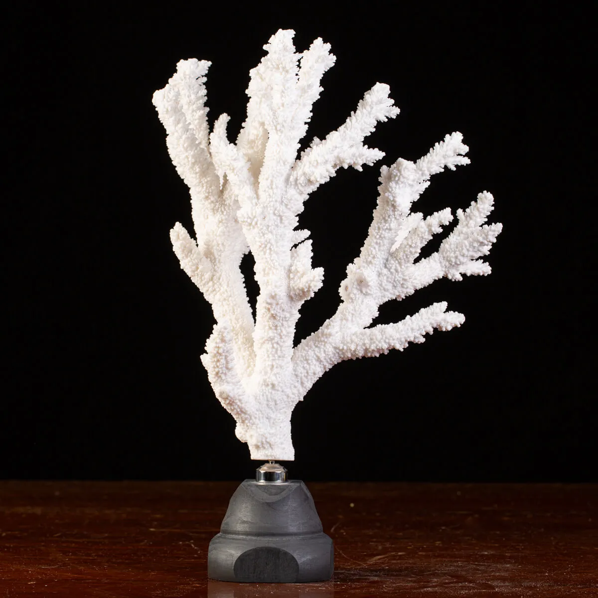 Splendore Marino: Ramo di Corallo Acropora Florida.