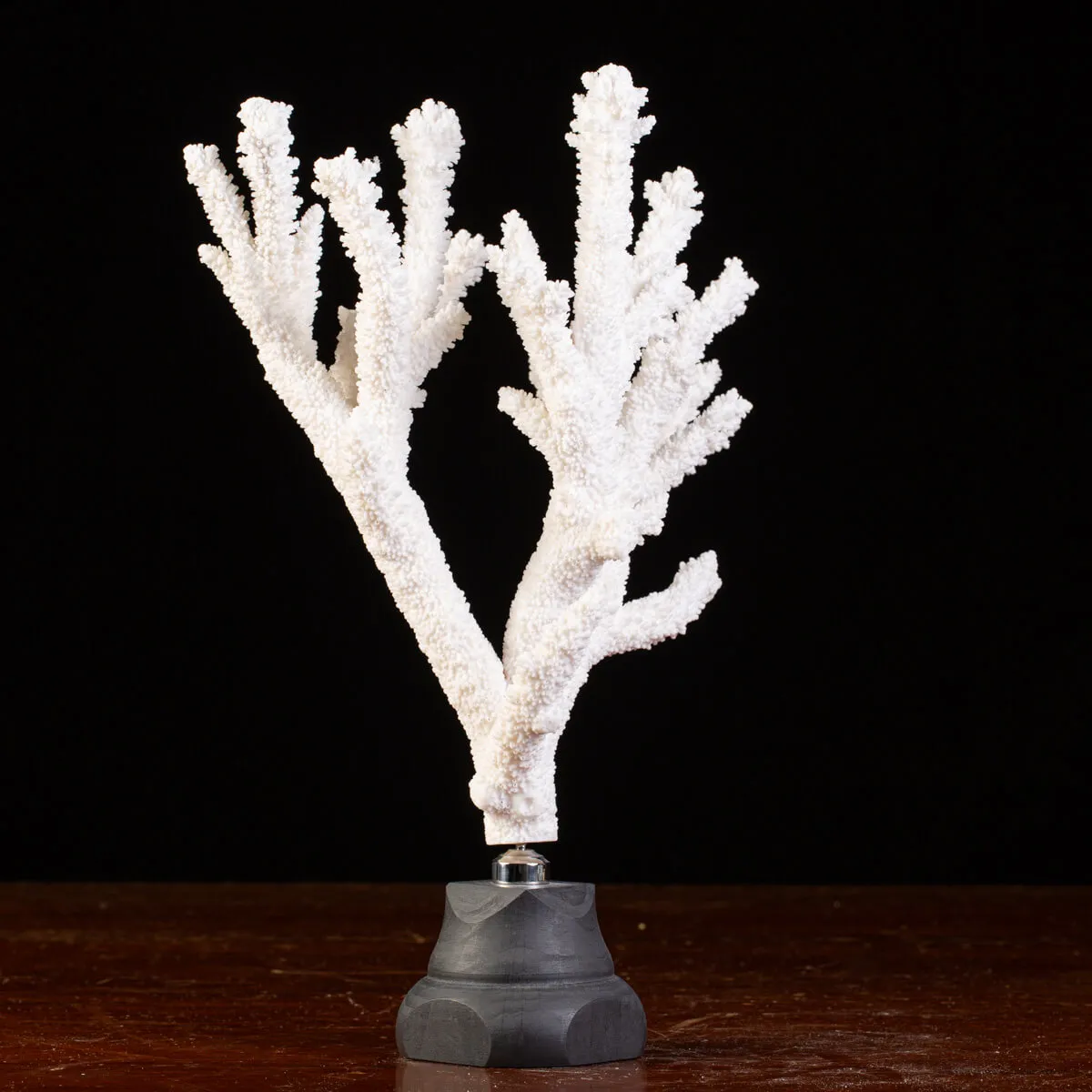 Splendore Marino: Ramo di Corallo Acropora Florida.