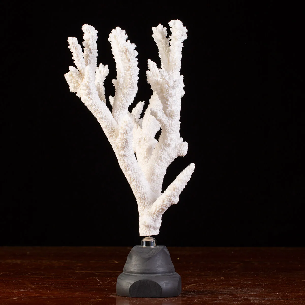 Splendore Marino: Ramo di Corallo Acropora Florida.