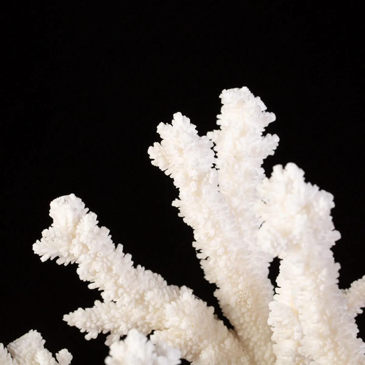 Splendore Marino: Ramo di Corallo Acropora Florida.