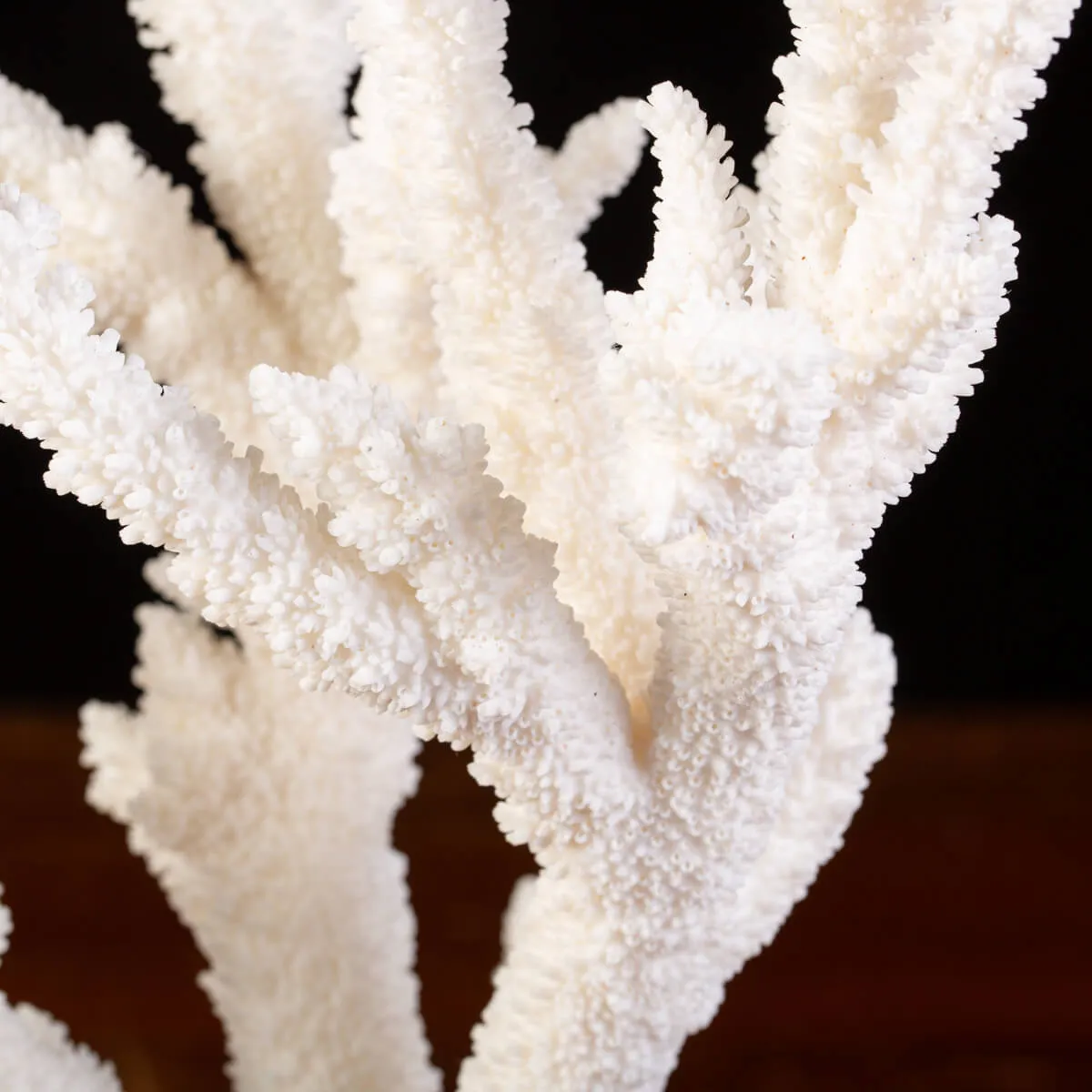 Splendore Marino: Ramo di Corallo Acropora Florida.