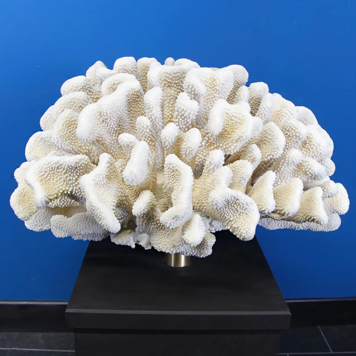 Pocillopora Meandrina Gigante su Piedistallo