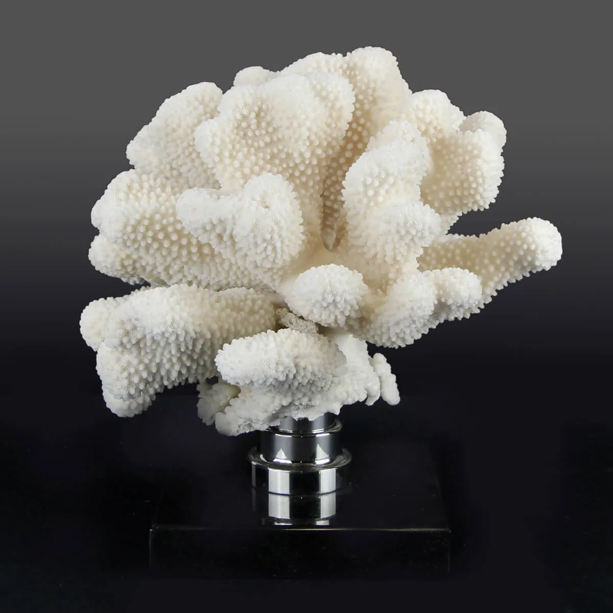 Pocillopora Meandrina