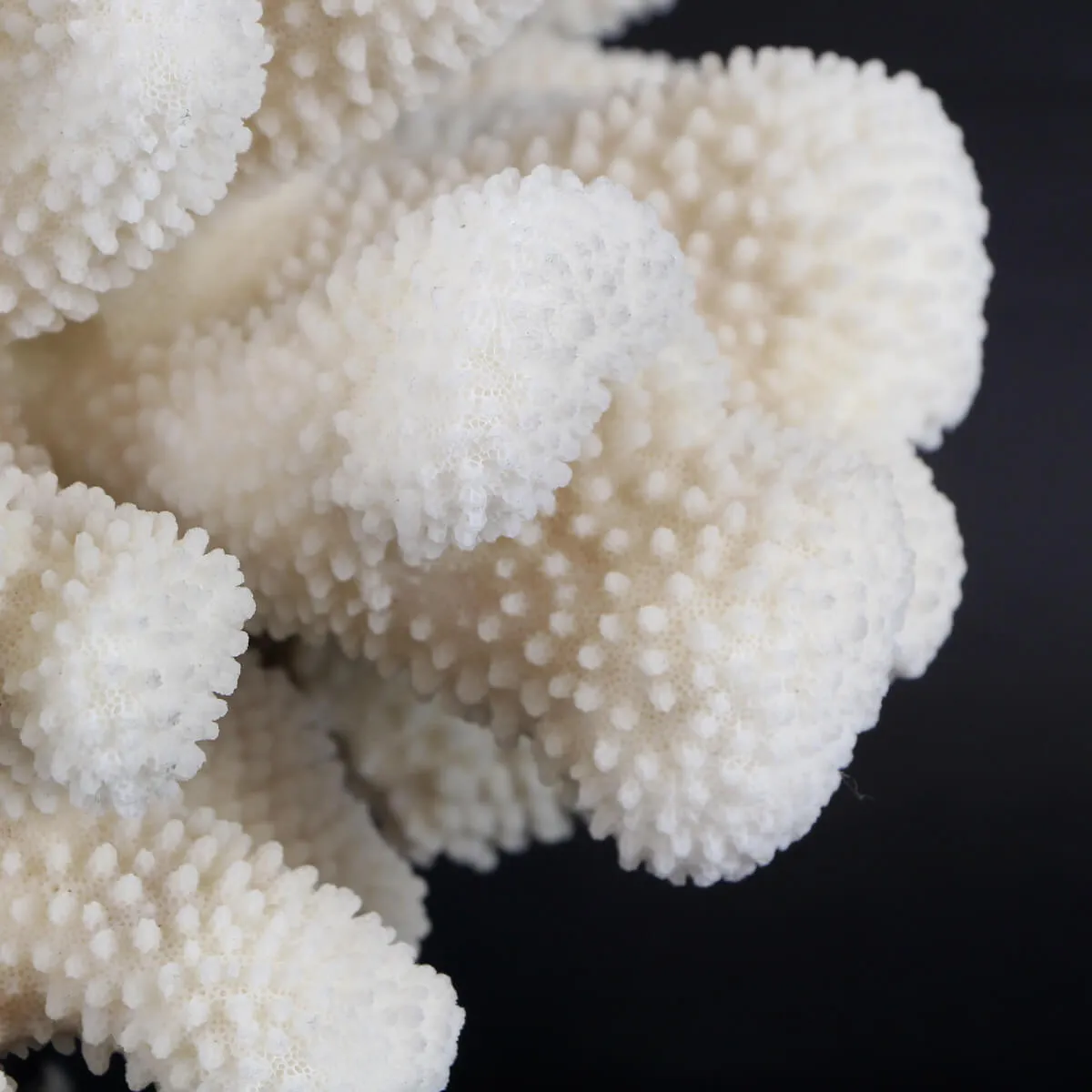 Pocillopora Meandrina
