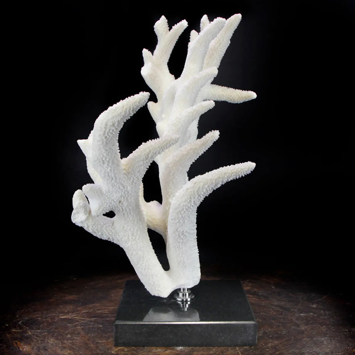 Acropora Florida