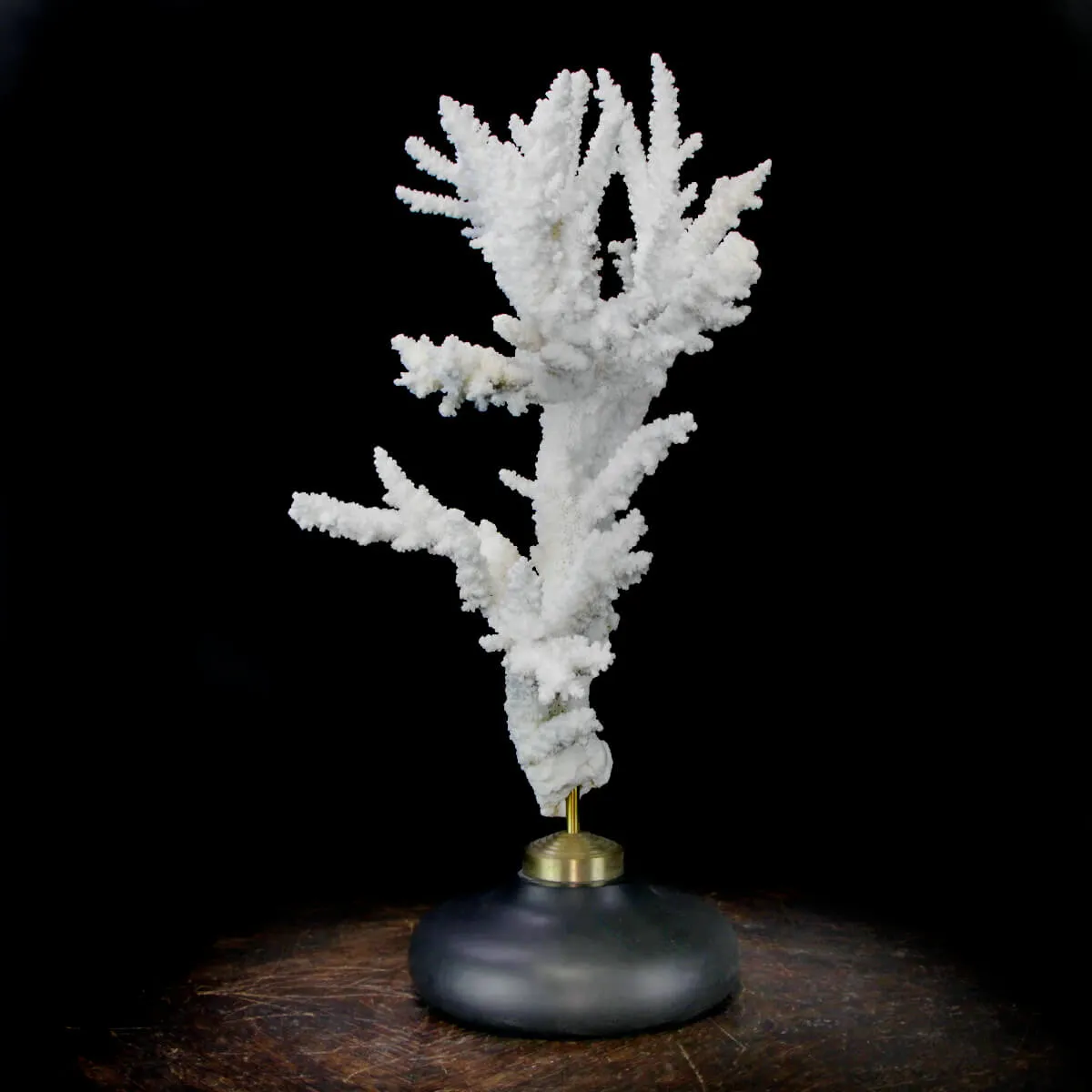 Acropora Florida