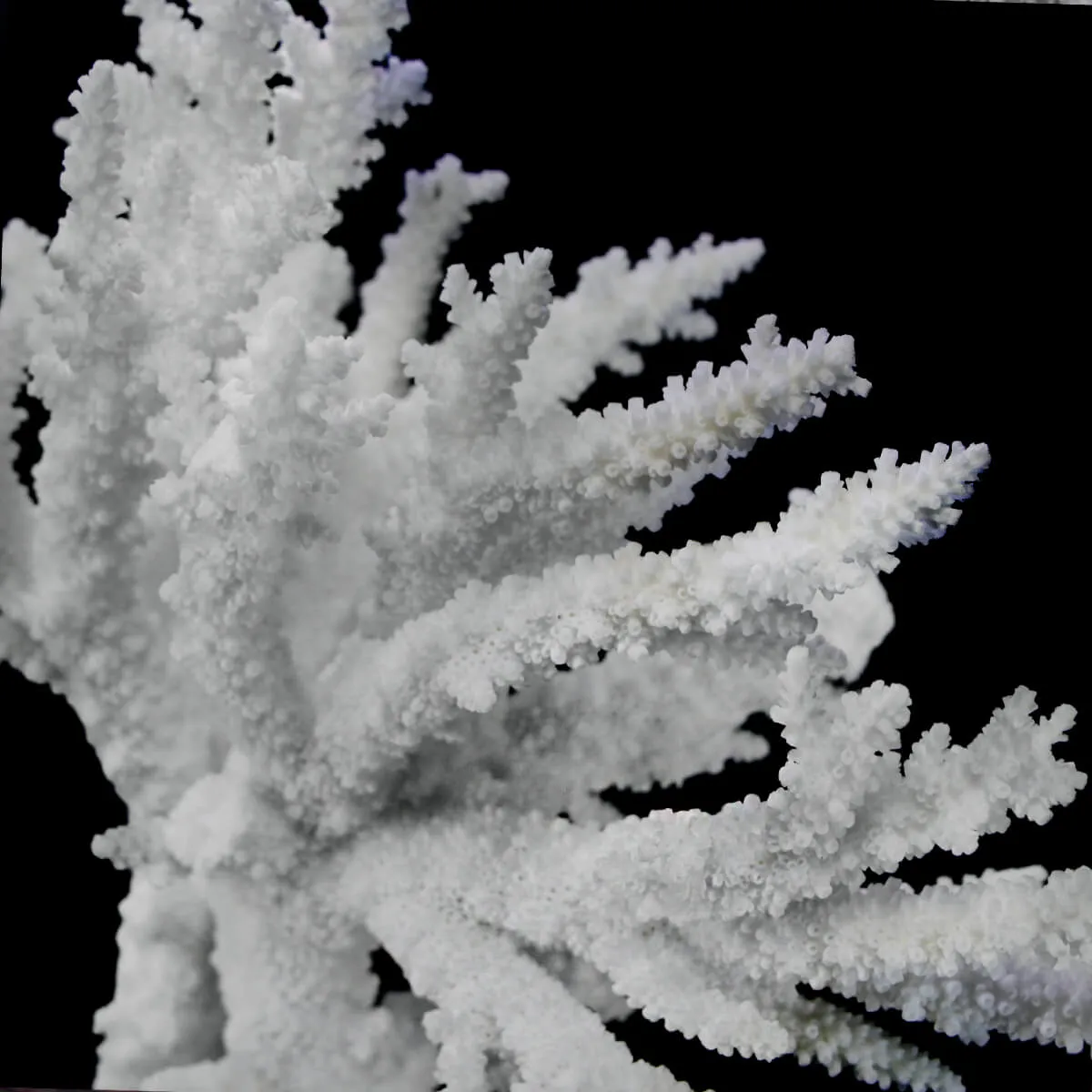 Acropora Florida