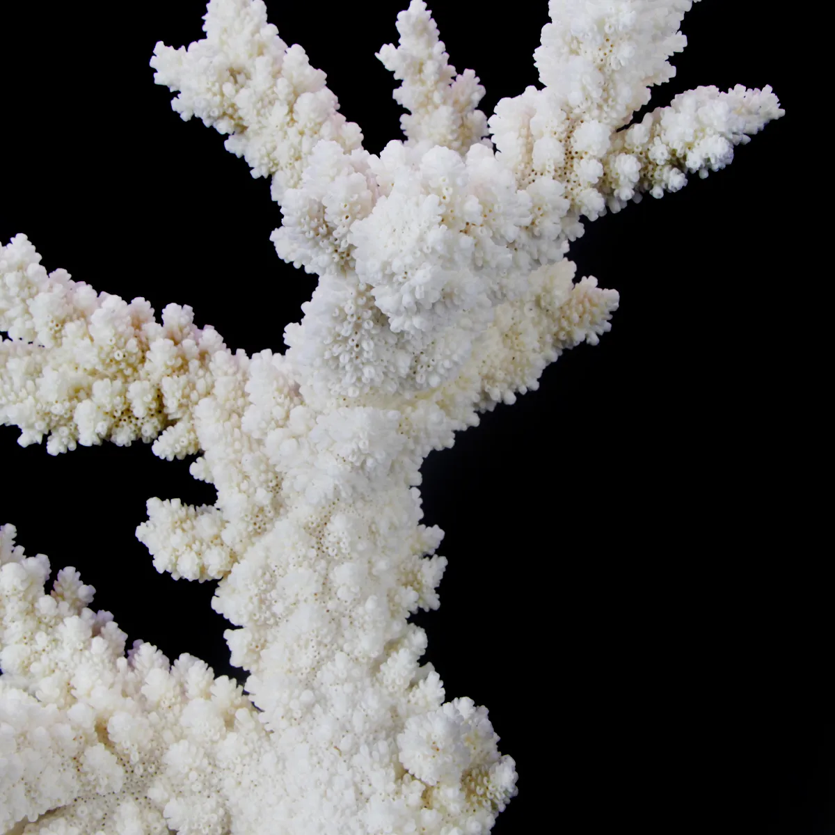 Acropora Florida