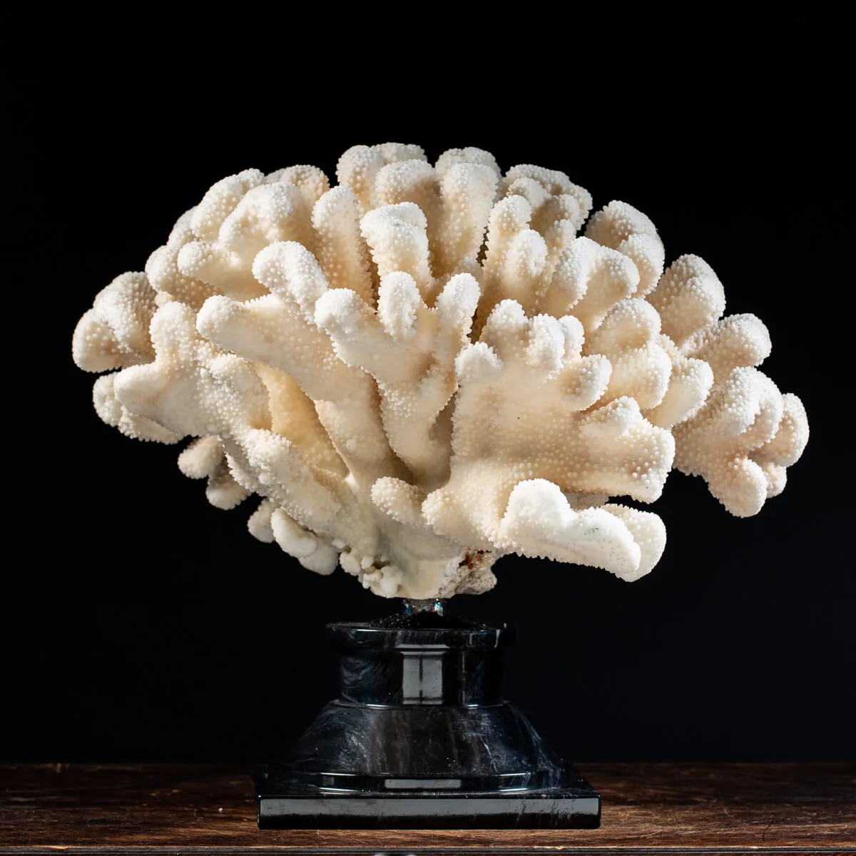 Pocillopora Meandrina
