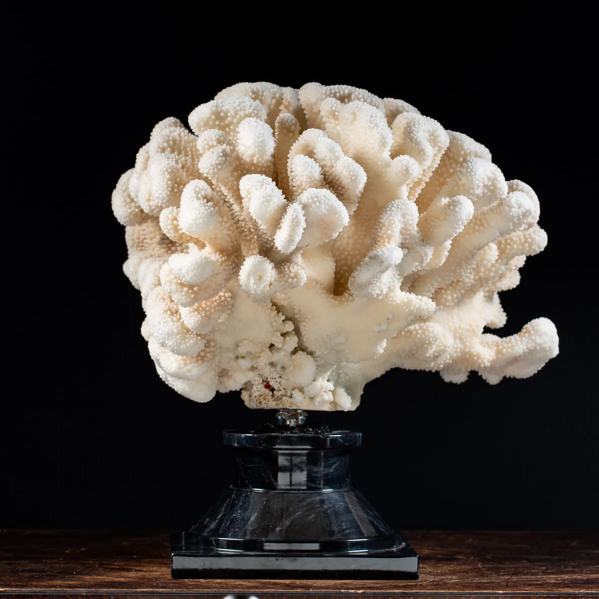 Pocillopora Meandrina