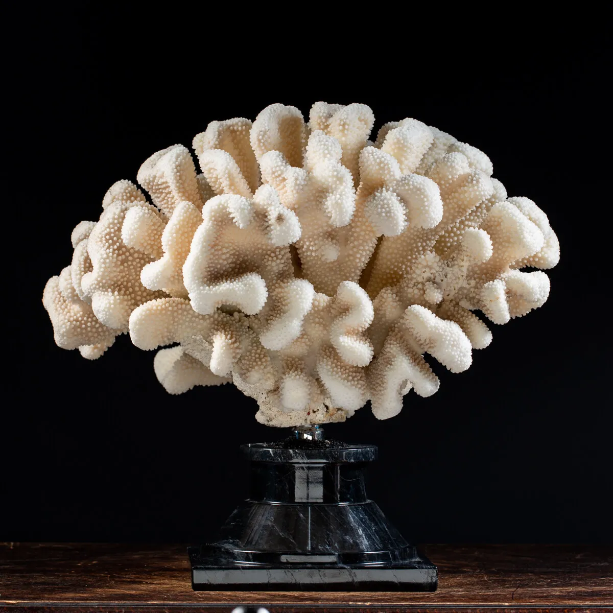 Pocillopora Meandrina