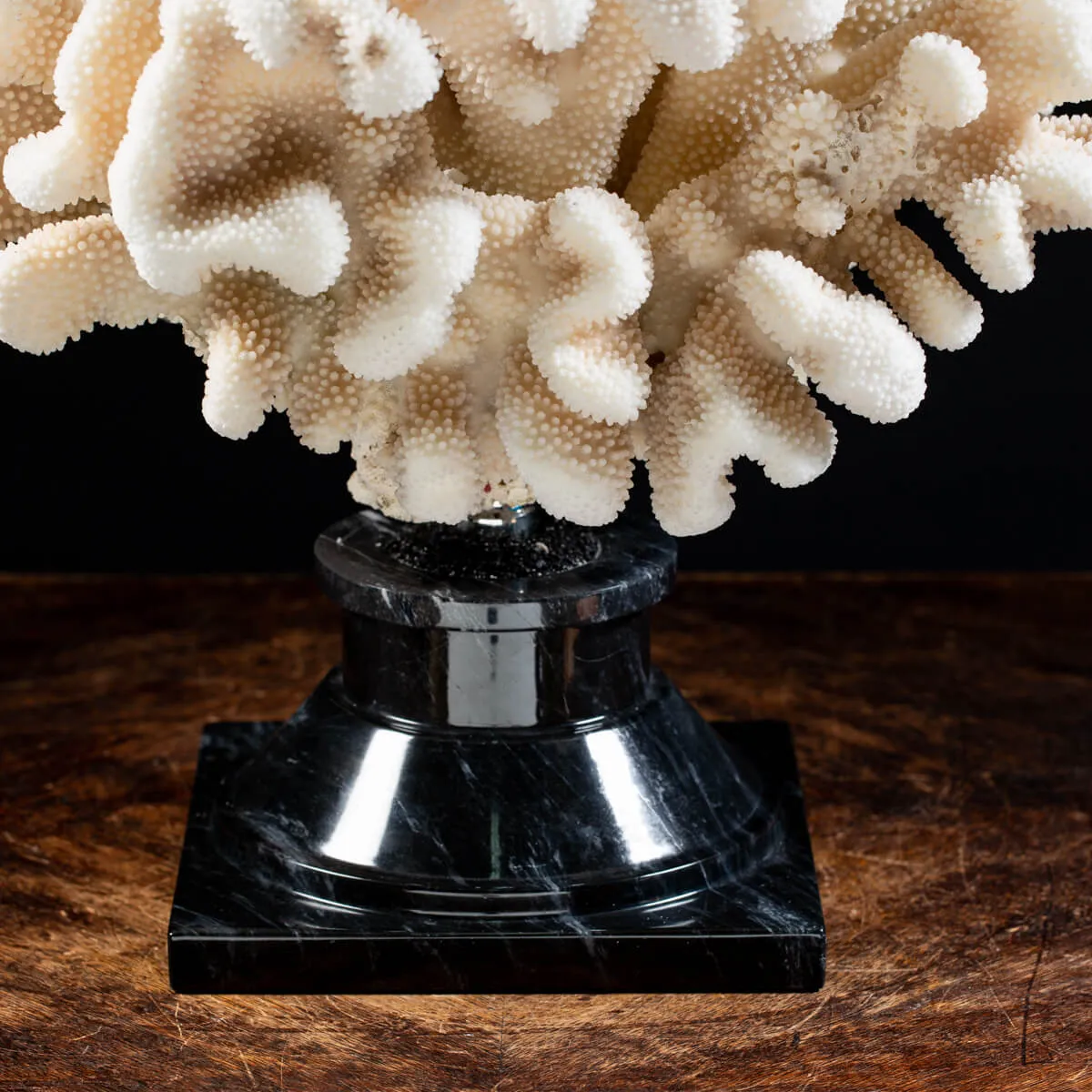 Pocillopora Meandrina