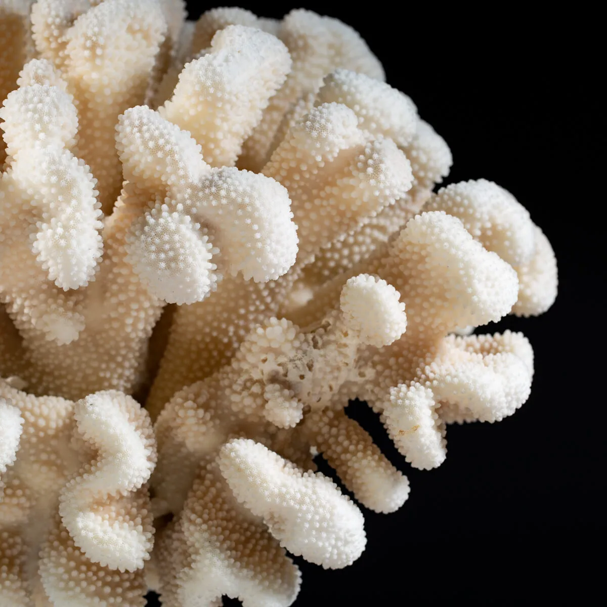 Pocillopora Meandrina