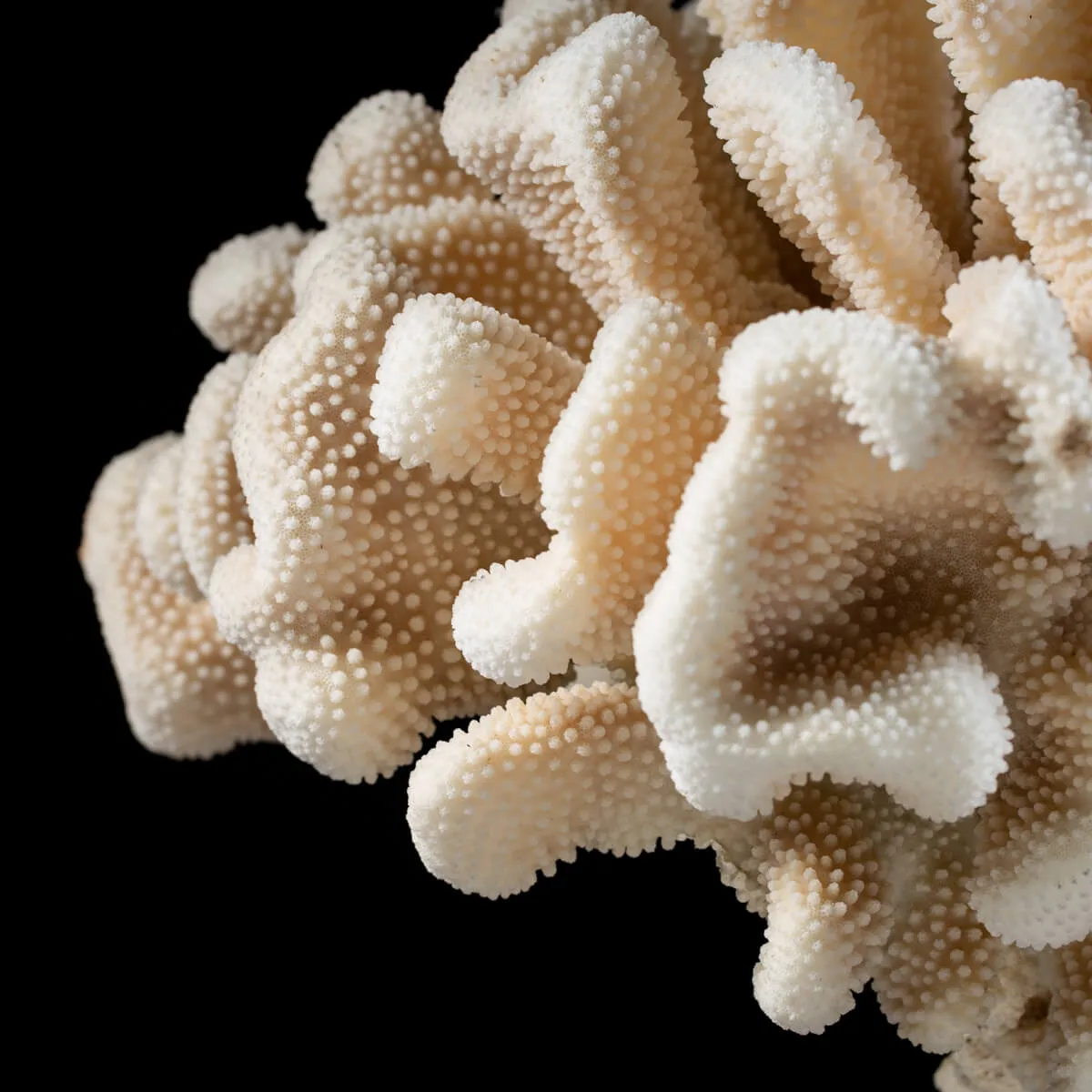Pocillopora Meandrina