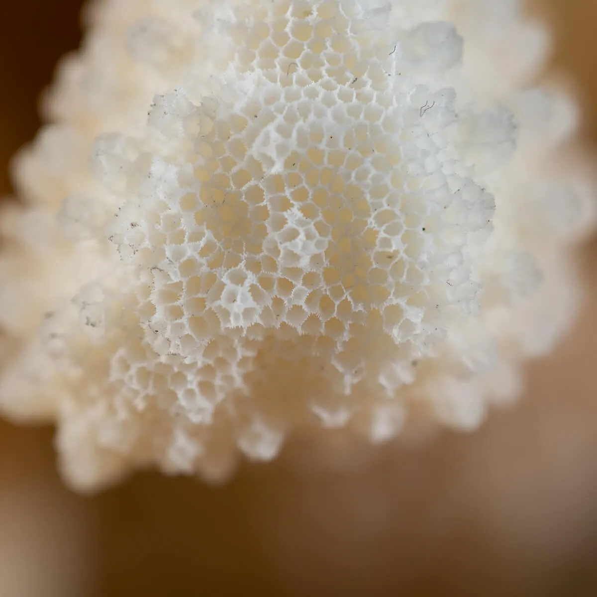 Pocillopora Meandrina