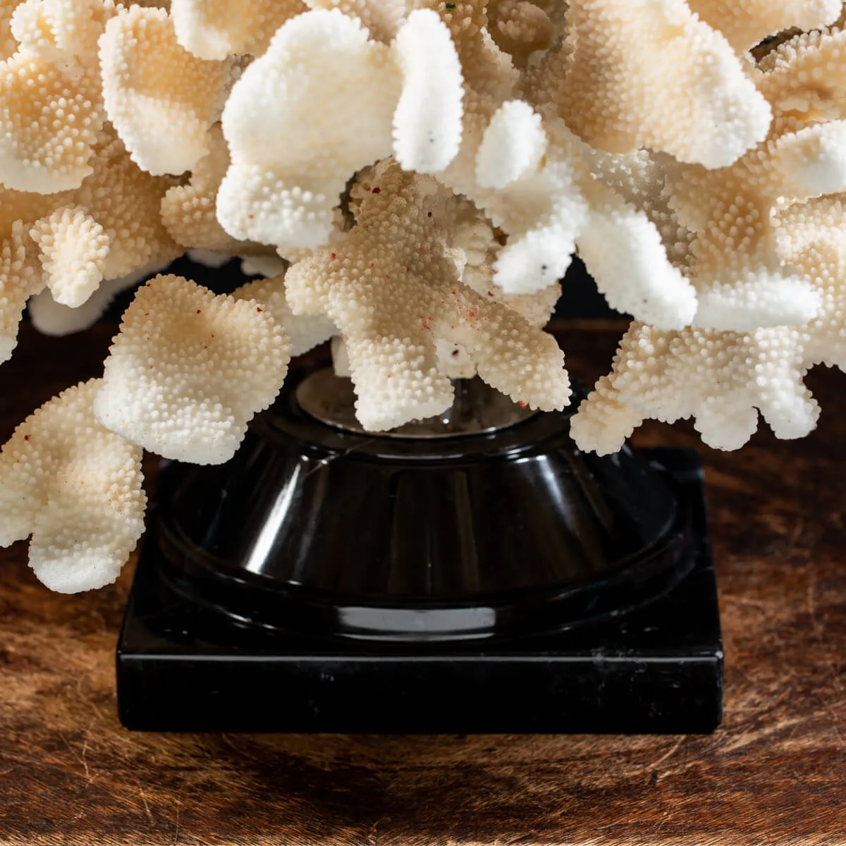 Pocillopora Meandrina