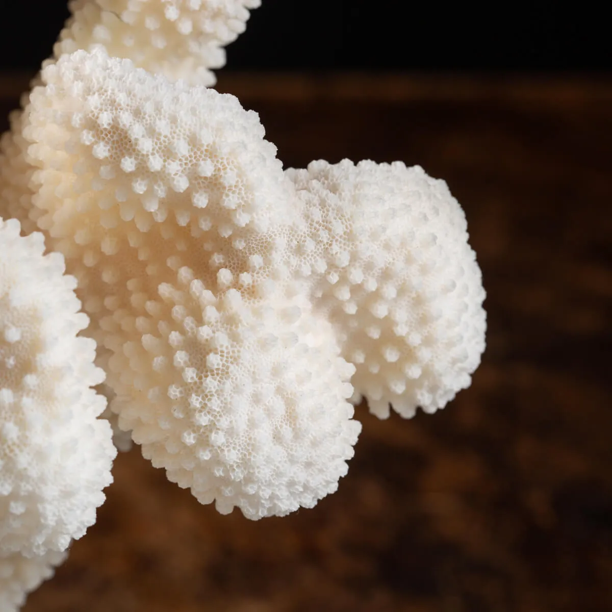 Pocillopora Meandrina