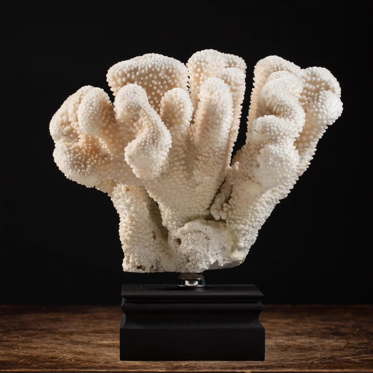 Pocillopora Meandrina