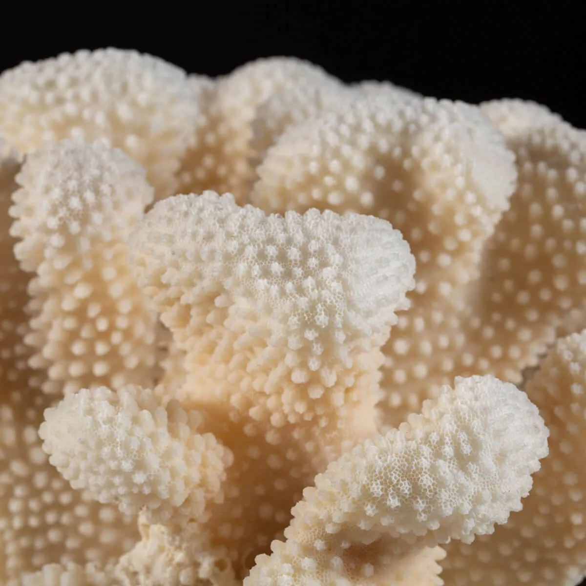 Pocillopora Meandrina
