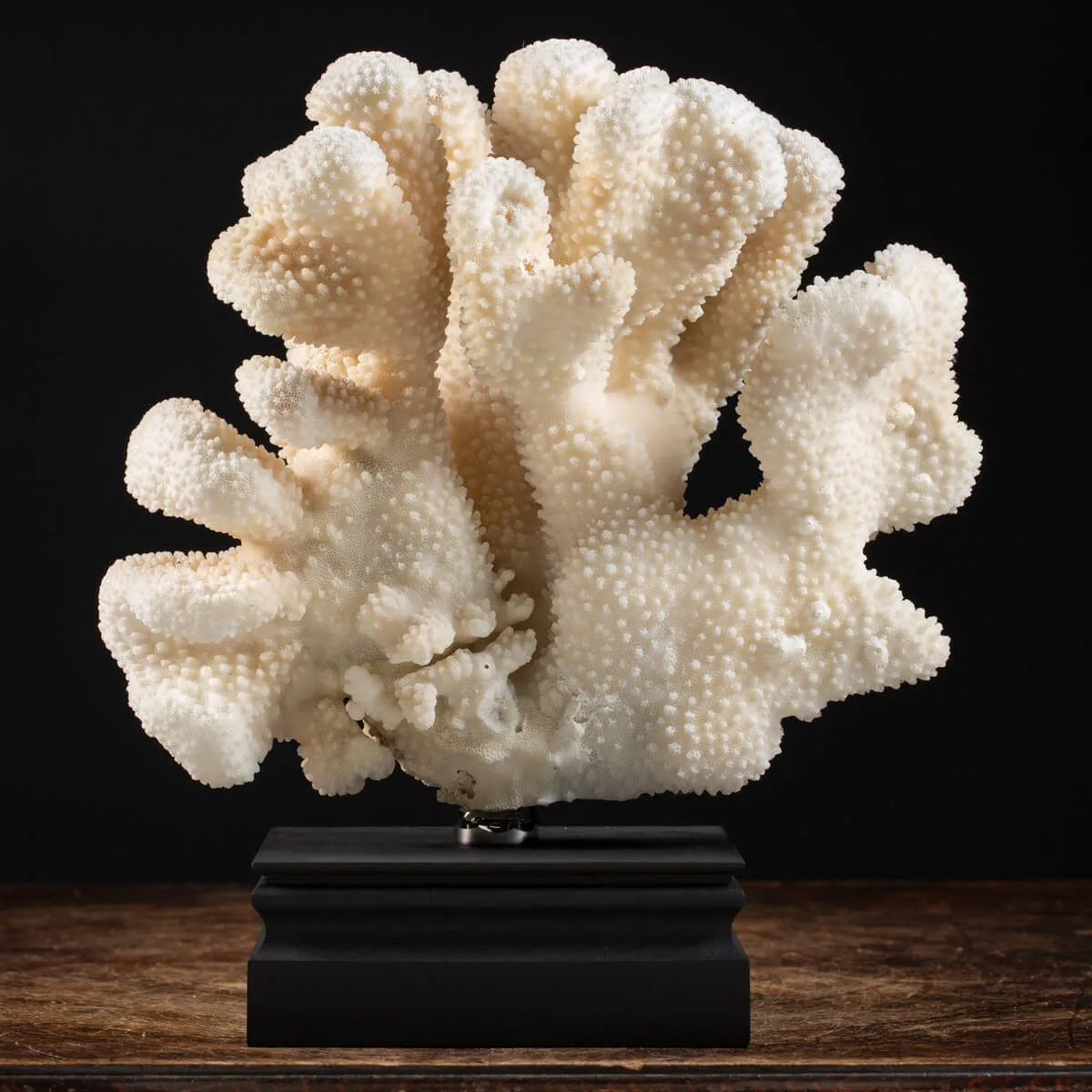 Pocillopora Meandrina