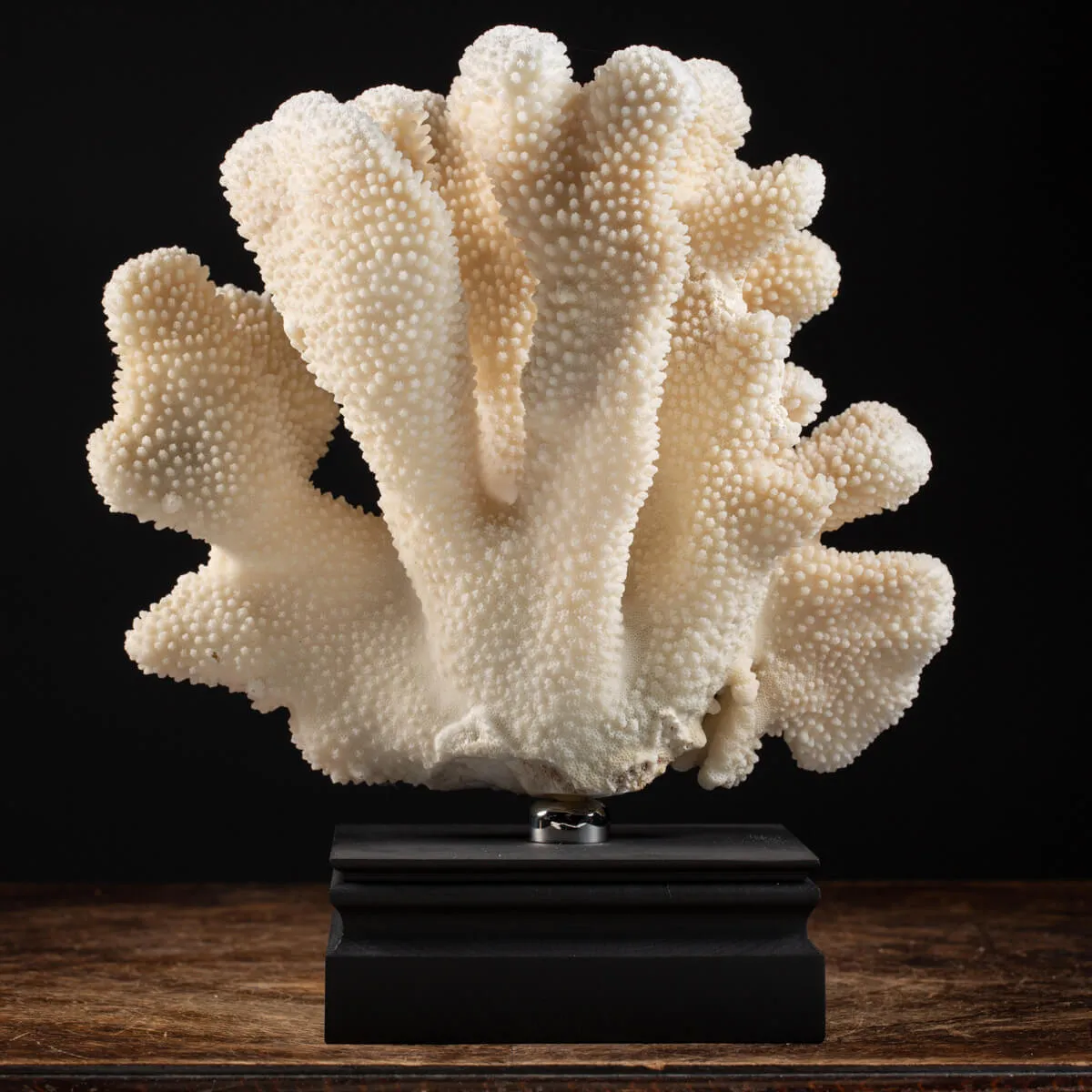 Pocillopora Meandrina