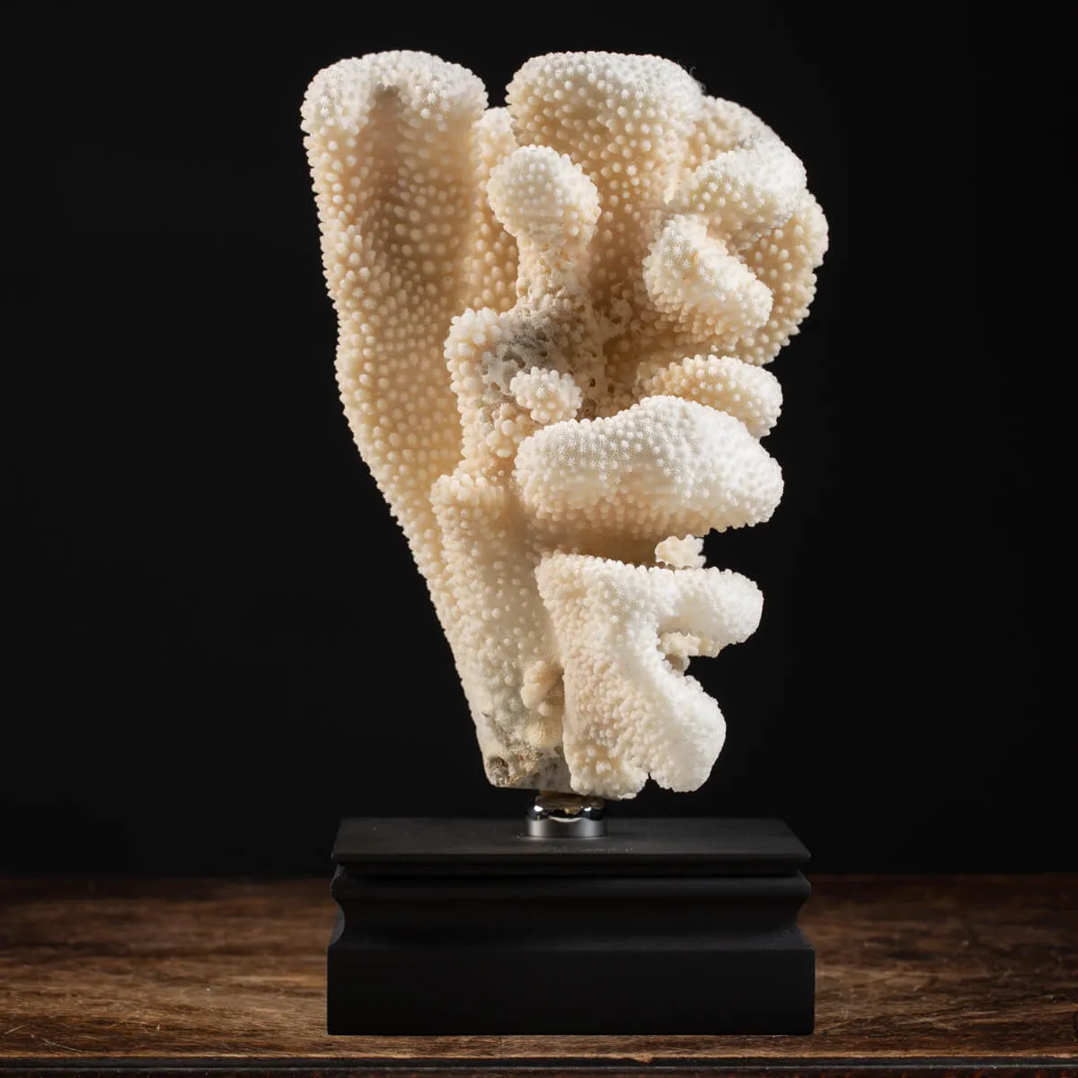 Pocillopora Meandrina