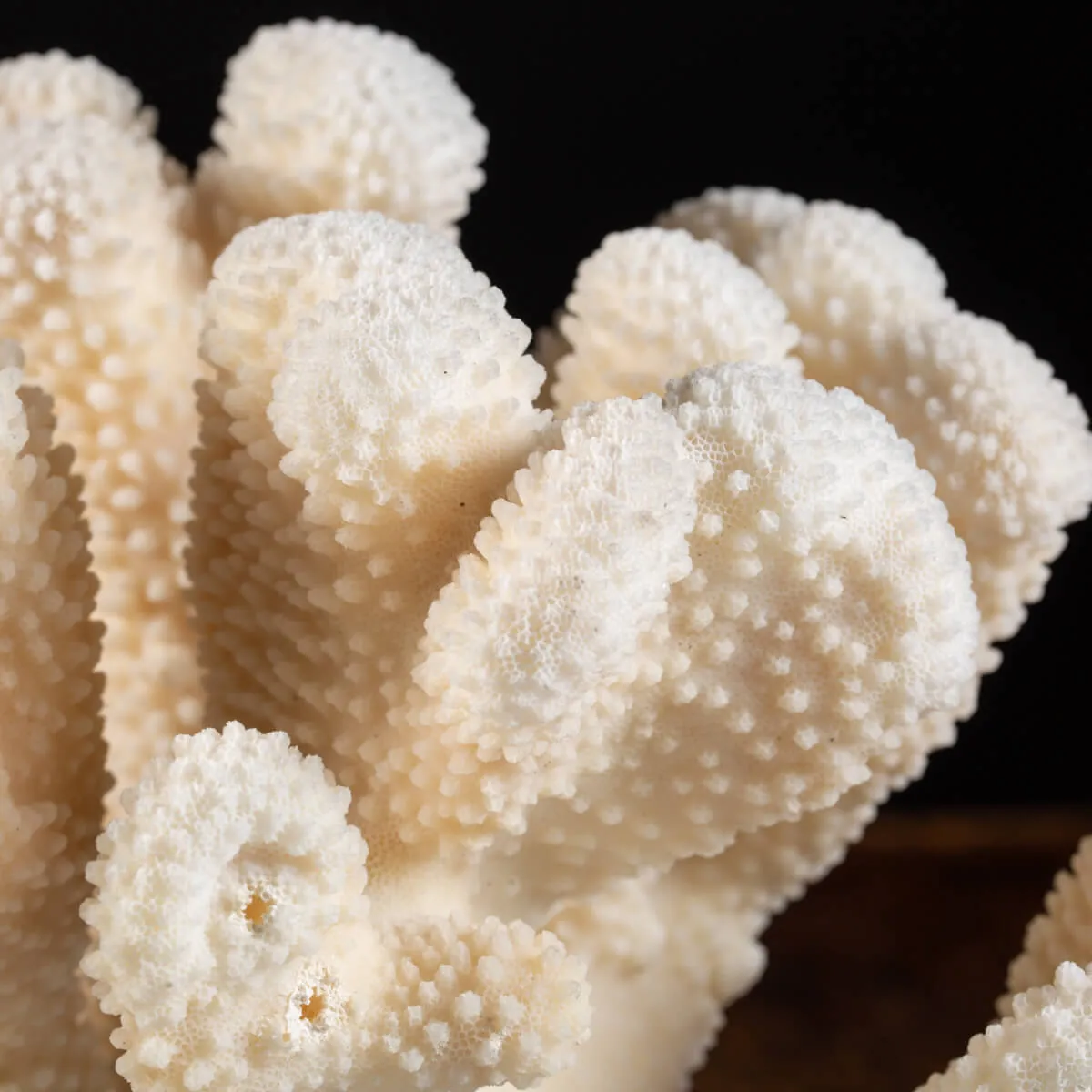 Pocillopora Meandrina