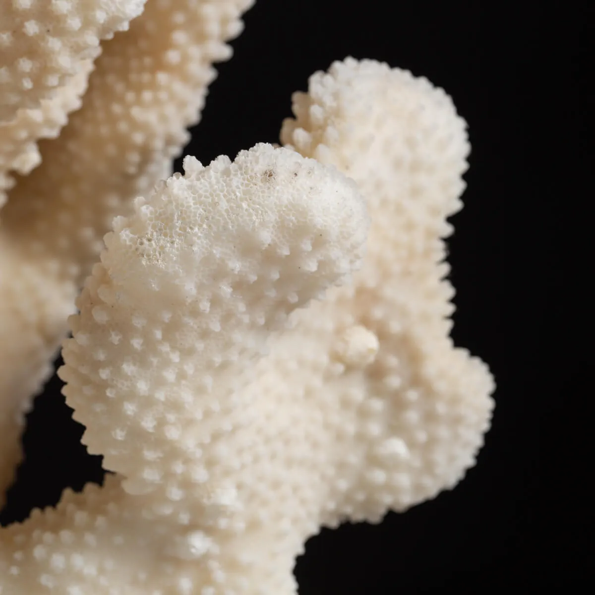 Pocillopora Meandrina