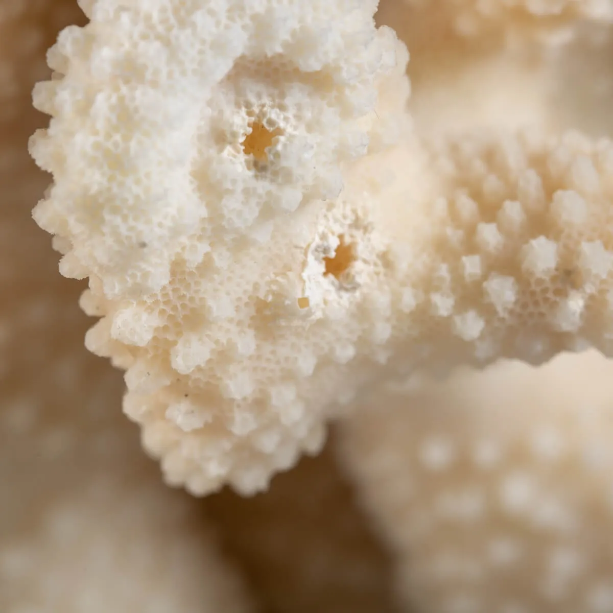 Pocillopora Meandrina