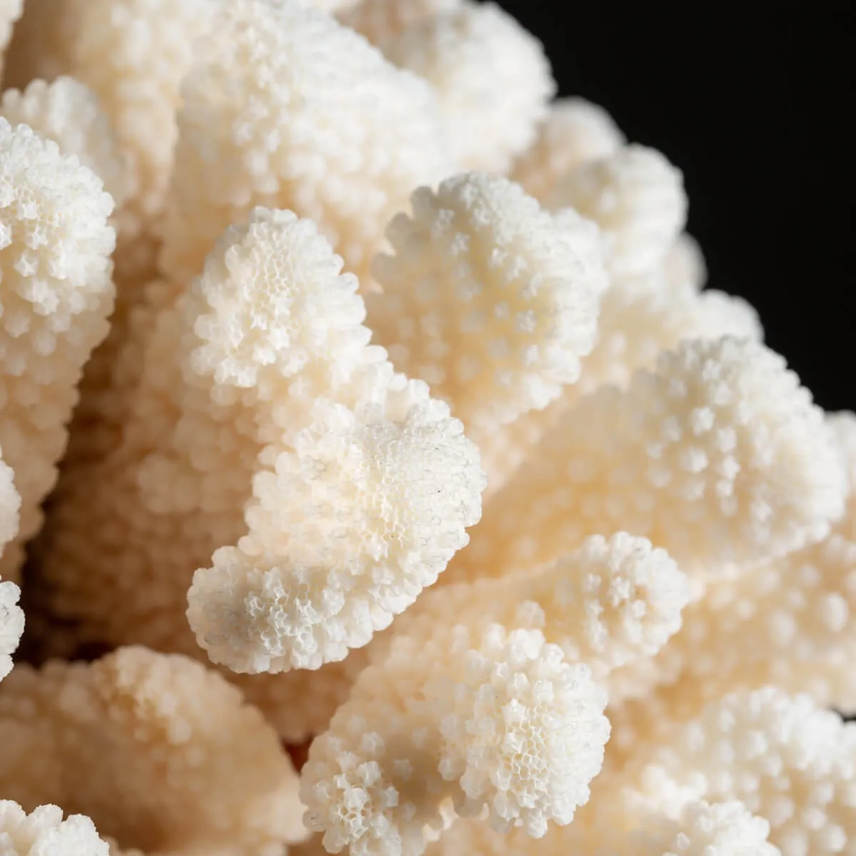 Pocillopora Meandrina