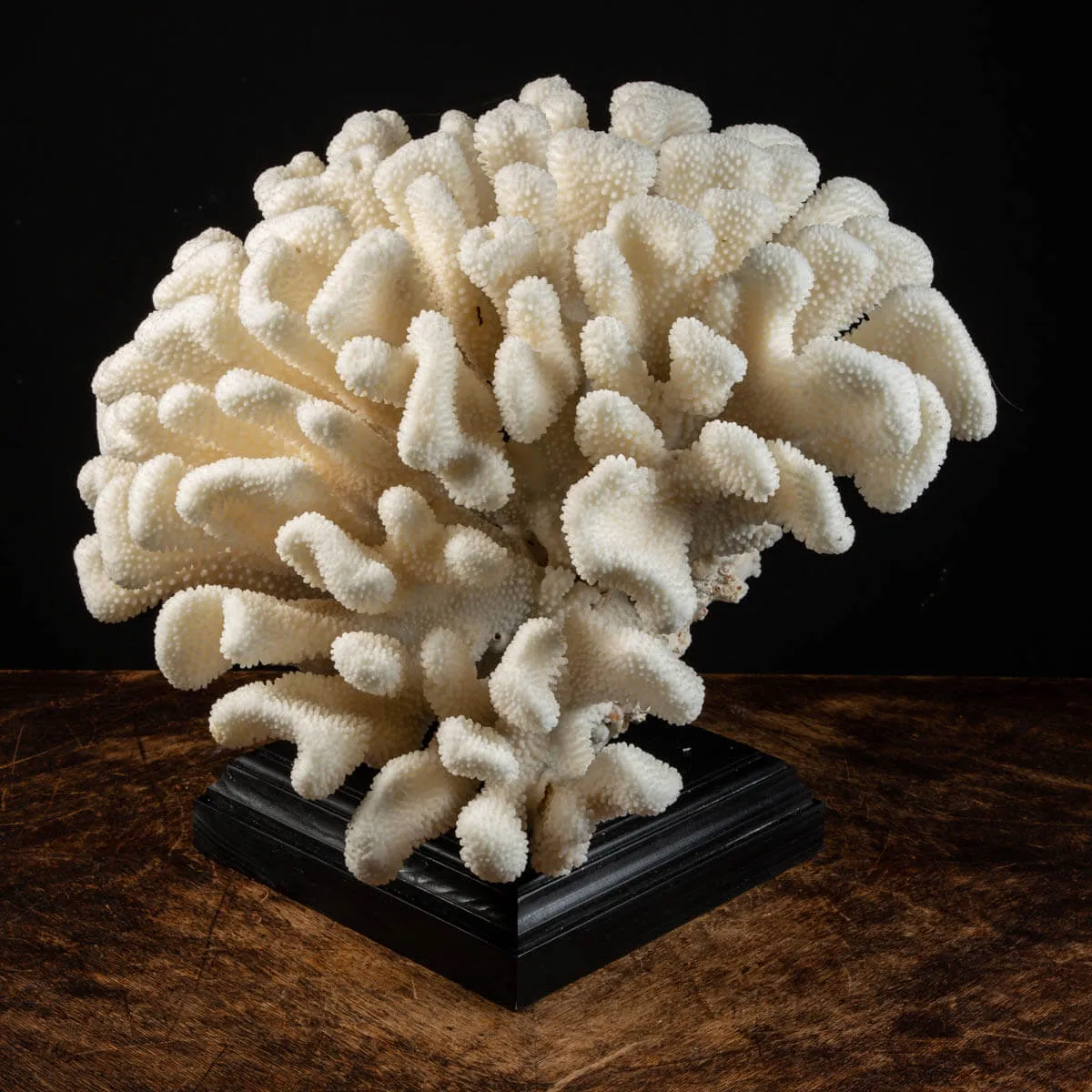 Pocillopora Meandrina